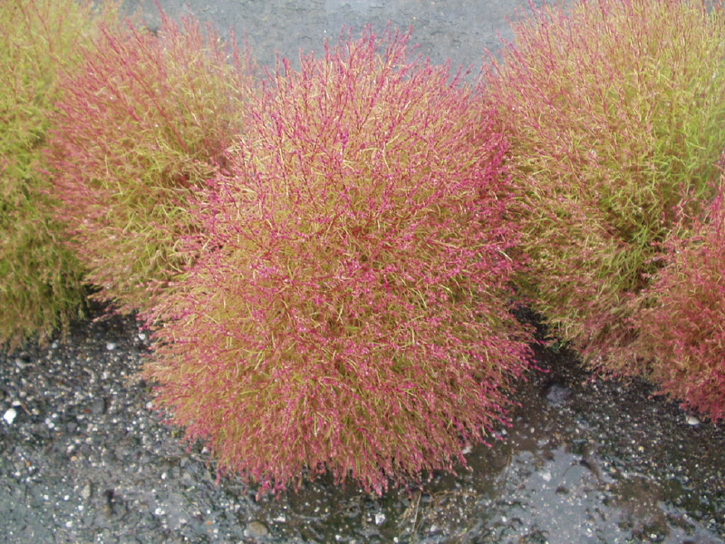 img0011.jpg
