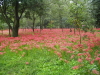 img0001.jpg