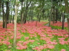img0005.jpg