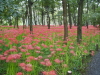 img0006.jpg