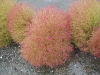 img0011.jpg
