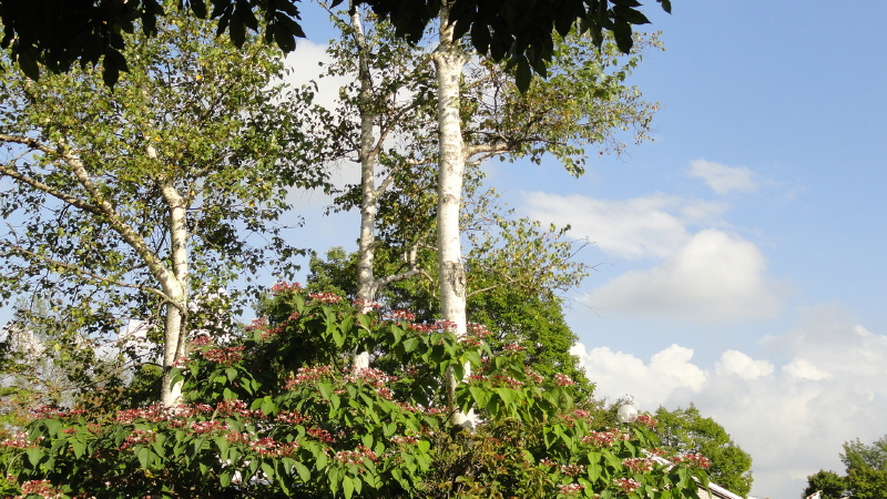 img0049.jpg