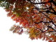 img0010.jpg