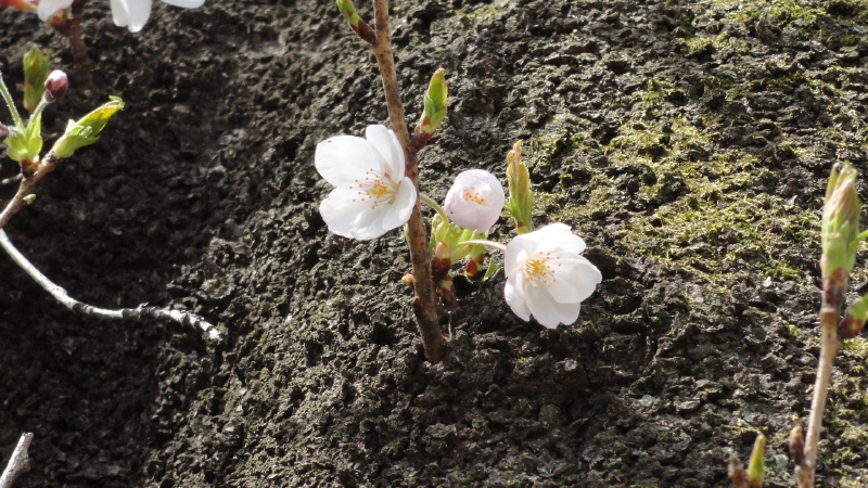 img0006.jpg