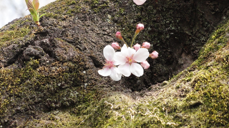 img0010.jpg