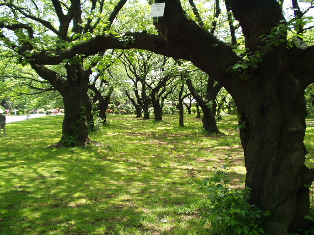 img0009.jpg