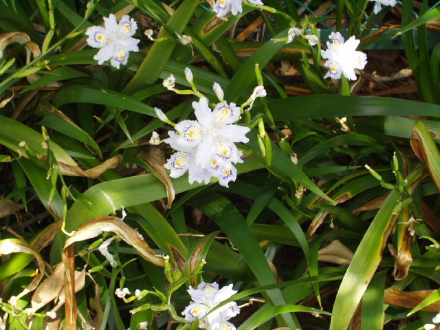 img0010.jpg