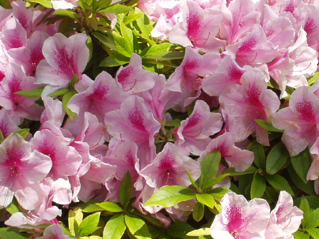 img0040.jpg