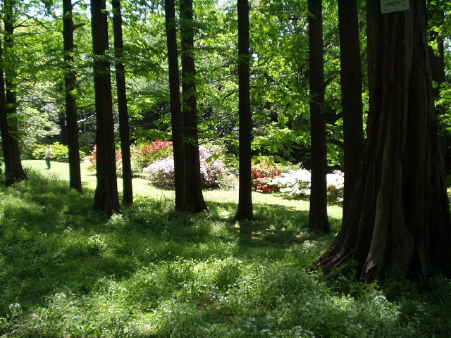 img0050.jpg