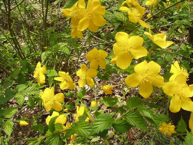 img0041.jpg