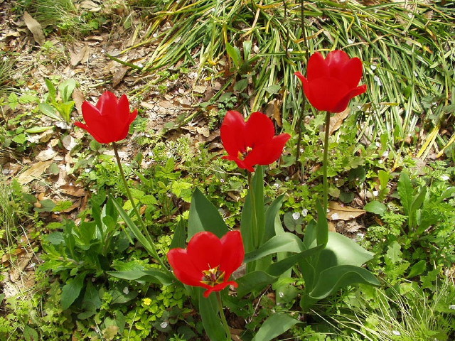 img0042.jpg