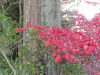 img0003.jpg