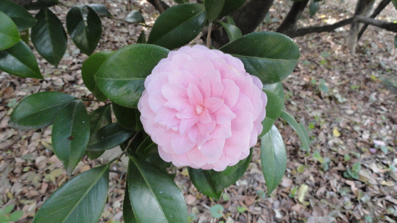 img0042.jpg