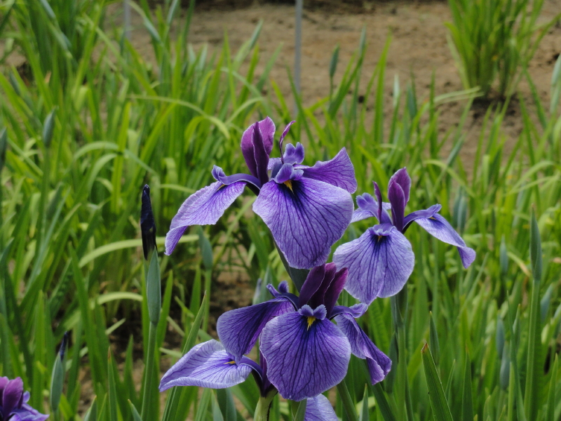 img0047.jpg