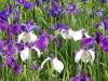 img0014.jpg