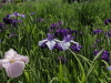 img0017.jpg