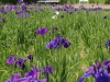 img0024.jpg