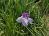 img0046.jpg