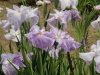 img0048.jpg