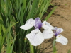 img0049.jpg