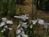 img0050.jpg