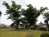 img0019.jpg