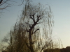 img0039.jpg