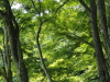 img0004.jpg