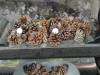 img0015.jpg