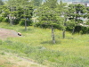 img0036.jpg