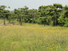 img0038.jpg