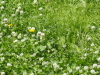 img0061.jpg