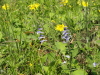 img0071.jpg