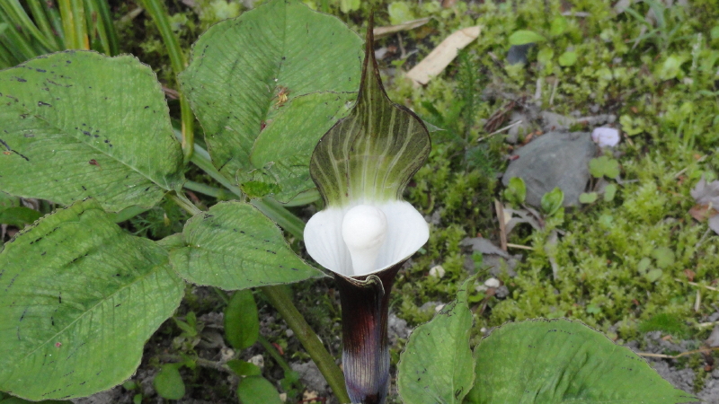 img0026.jpg
