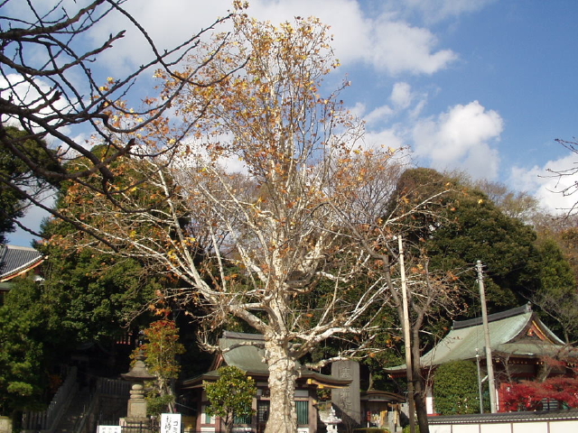 img0004.jpg