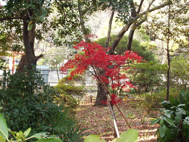img0036.jpg