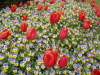 img0021.jpg