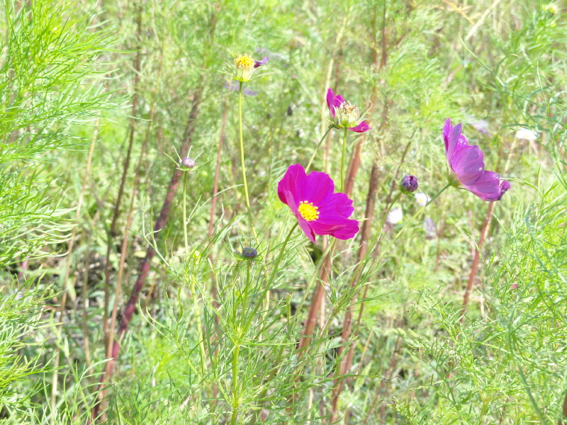 img0064.jpg
