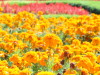 img0040.jpg