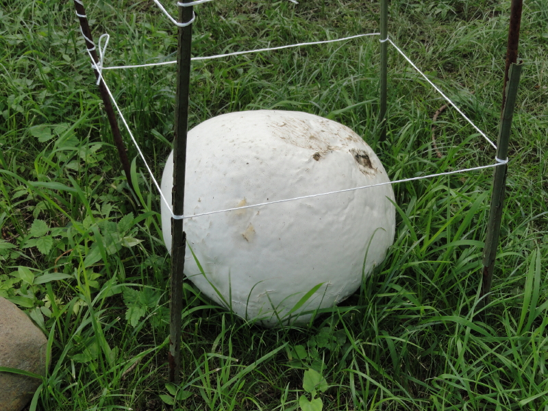 img0020.jpg