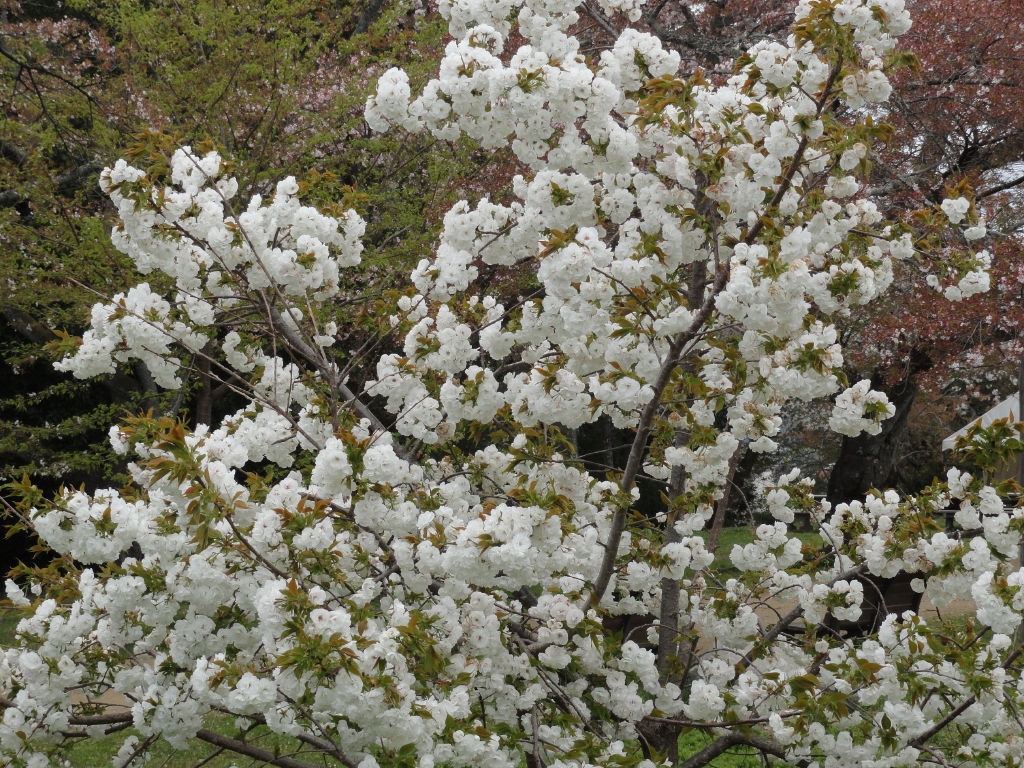 img0006.jpg