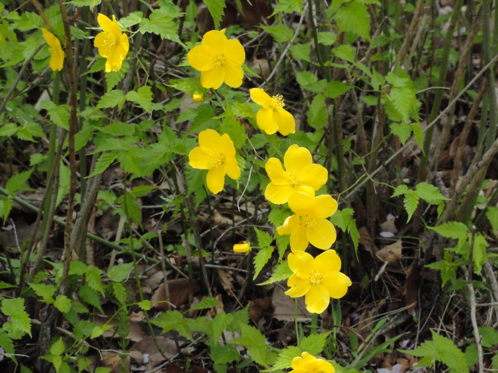 img0051.jpg