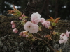 img0003.jpg
