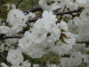 img0004.jpg