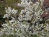 img0006.jpg