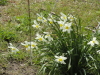 img0011.jpg