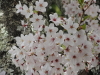 img0037.jpg