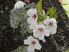 img0041.jpg