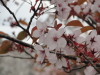 img0060.jpg
