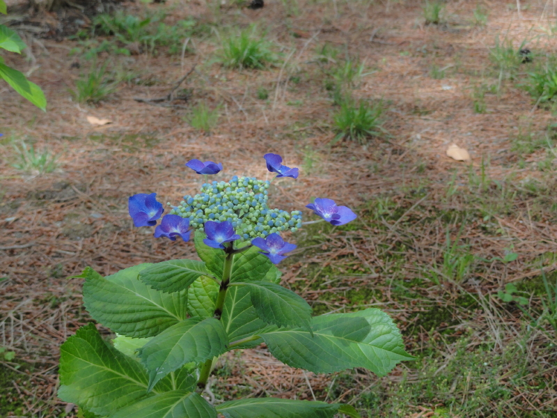 img0013.jpg